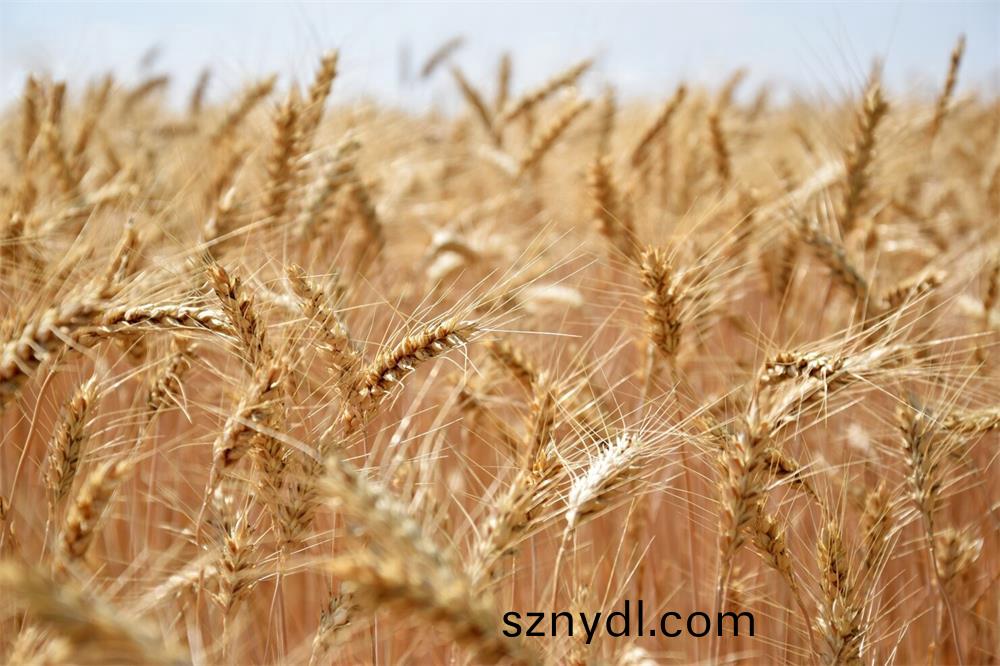 亞(ya)精(jing)胺(an)